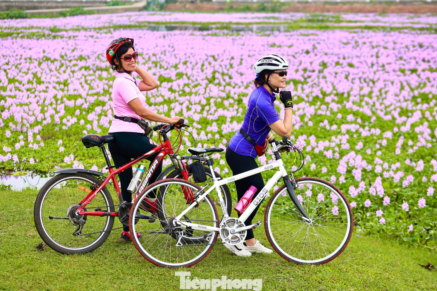 Cánh đồng tím tuyệt đẹp này đã thu hút rất đông người tìm đến dịp này. Vẻ đẹp của hoa bèo tây tuy dung dị nhưng đủ làm mê đắm lòng người như bao loài hoa đẹp khác.