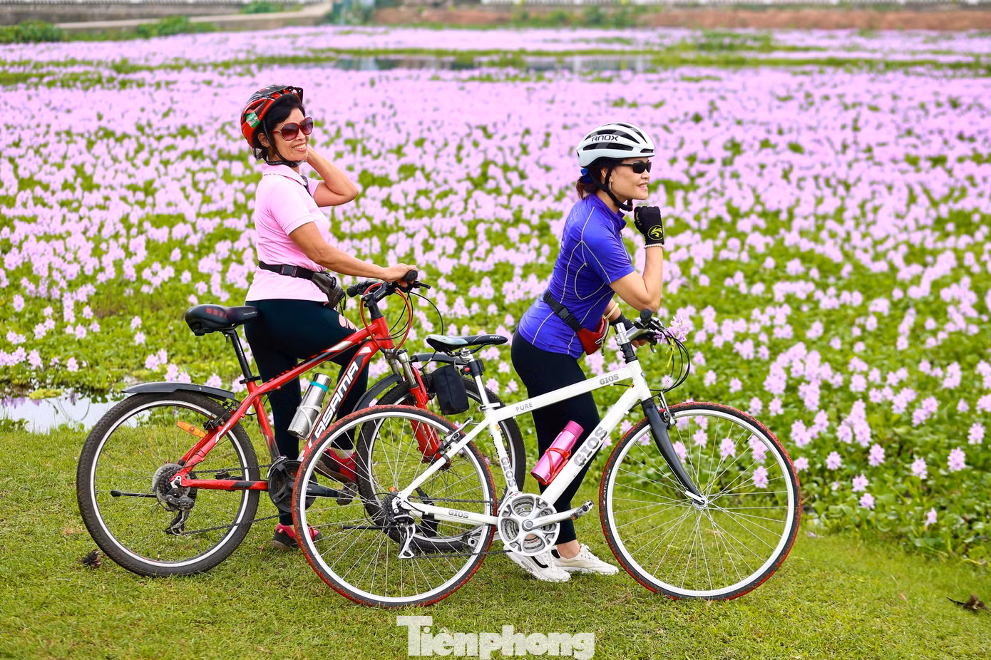 Cánh đồng tím tuyệt đẹp này đã thu hút rất đông người tìm đến dịp này. Vẻ đẹp của hoa bèo tây tuy dung dị nhưng đủ làm mê đắm lòng người như bao loài hoa đẹp khác.