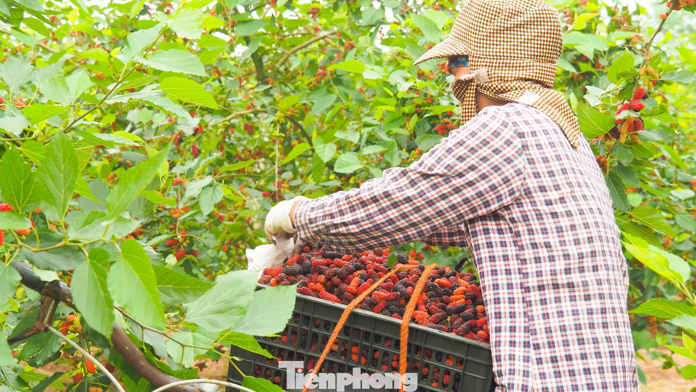 Dâu tằm chín rộ cần thu hoạch nhanh, nếu không sẽ chín quá và rụng. Các chủ vườn phải tăng cường nhân công, tranh thủ từng ngày để hái thu hoạch dâu.