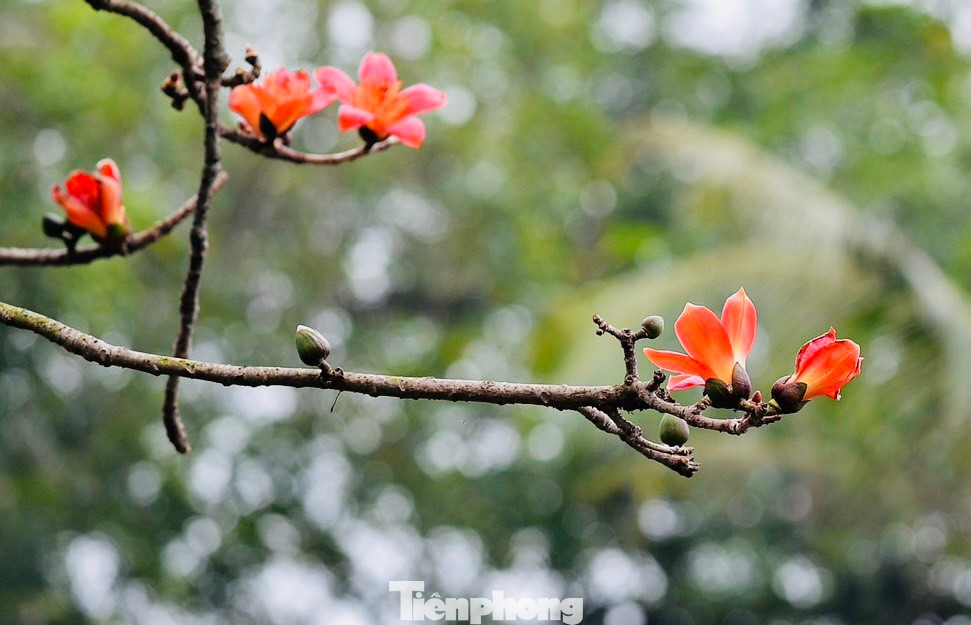 Trong mùa hoa, cây gạo rụng hết lá, chỉ còn những bông hoa đỏ rực trên cành.