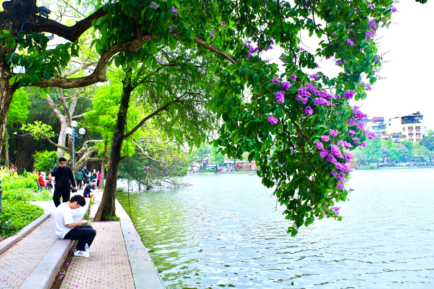 Bằng lăng có nhiều màu khác nhau, như: tím, hồng, trắng nhạt… nhưng có lẽ bằng lăng tím là quen thuộc nhất với người dân Hà Nội.