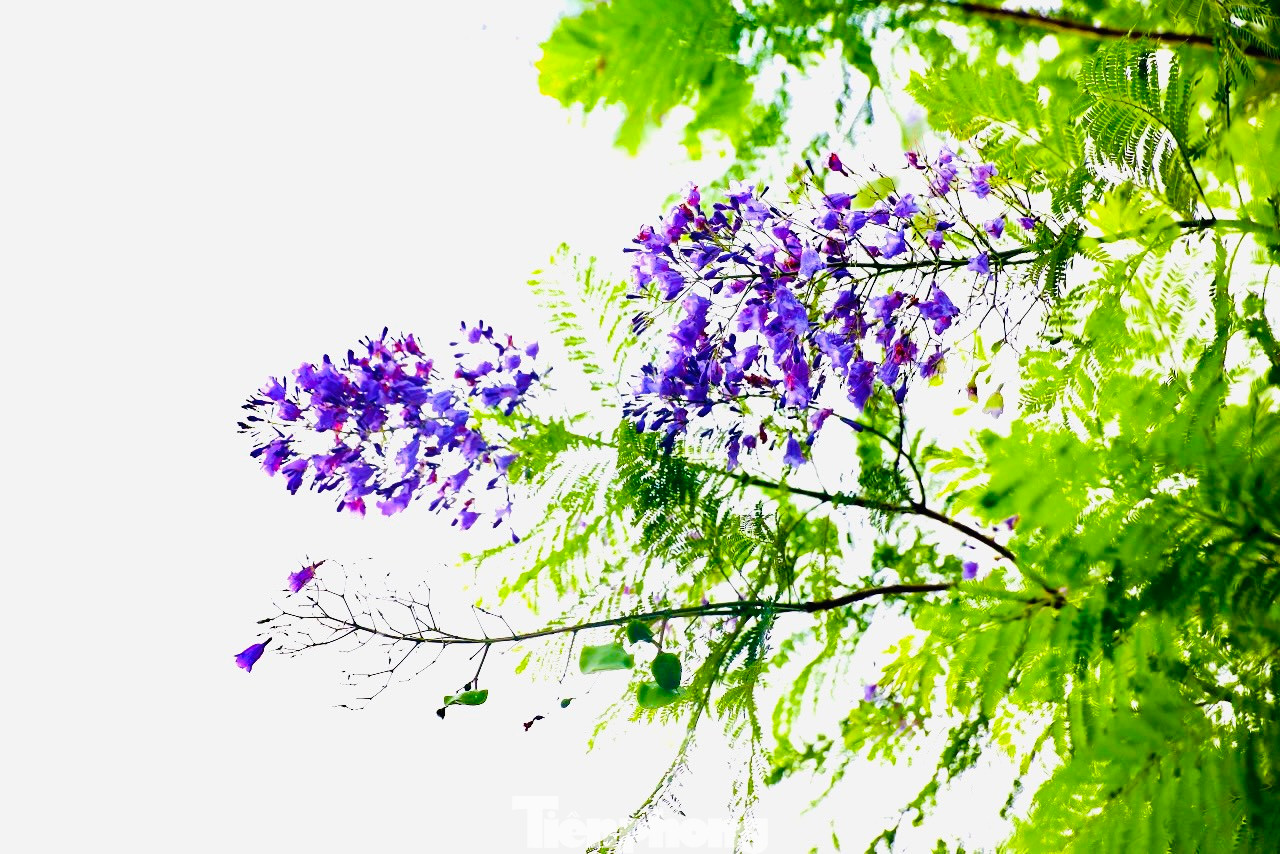Màu tím của hoa phượng khiến nhiều người có cảm giác bâng khuâng.