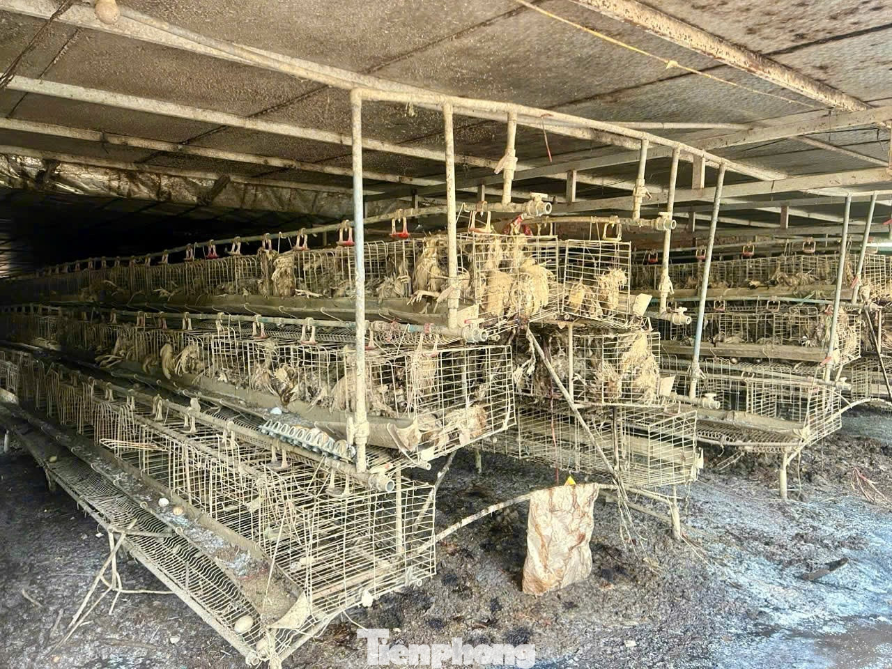 Theo lời kể của ông Đoàn, sáng 10/9, sau khi thấy nước sông Hồng dâng cao ông đã huy động người và phương tiện đến cứu hộ nhưng đường vào trang trại nước ngập sâu không thể tiếp cận được.