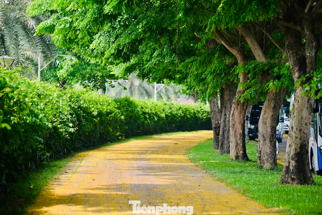 Những góc phố, vỉa hè phủ vàng hoa giáng hương tạo khung cảnh lãng mạn, yên bình.