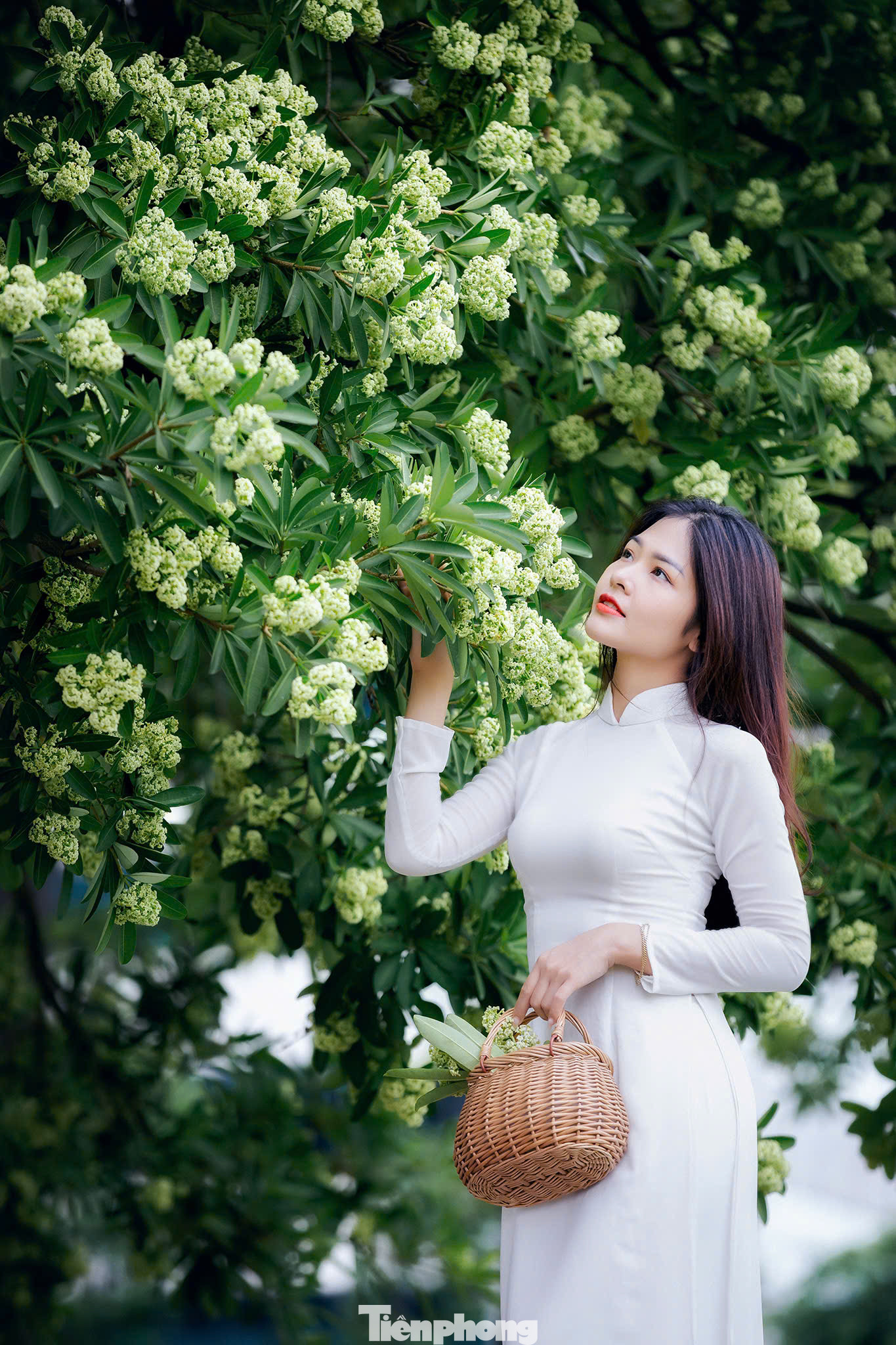 Mùa thu là thời điểm mùi hương hoa sữa nồng nàn len lỏi khắp các phố phường của thủ đô Hà Nội. Mùa thu vàng Hà Nội với hình ảnh những chùm hoa sữa trắng xóa bung nở tỏa hương khắp một góc trời là bối cảnh được nhiều "nàng thơ" lựa chọn ghi dấu ấn tuổi thanh xuân.