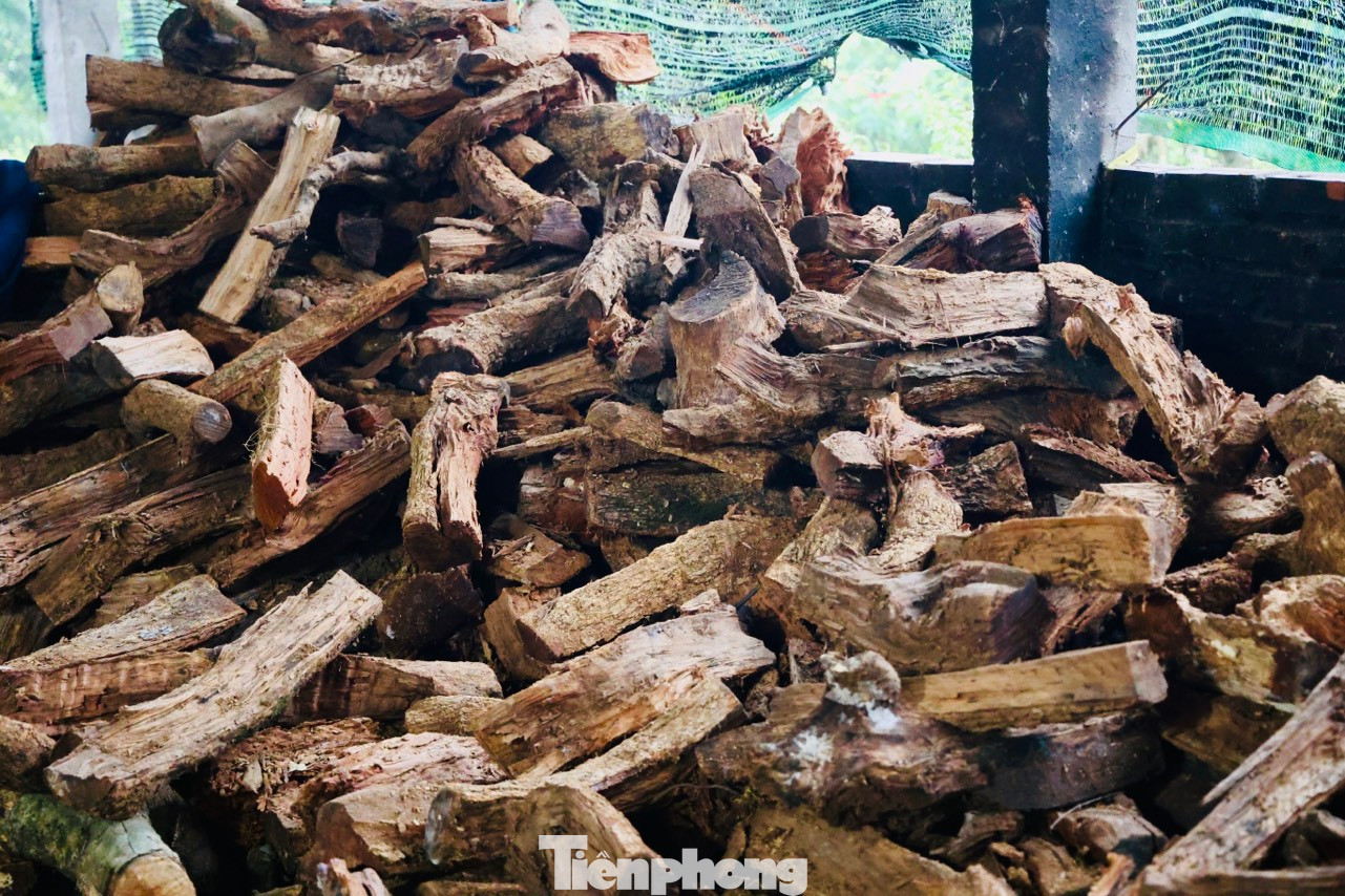 Củi dùng kho cá phải là củi nhãn, bởi củi nhãn cho lượng nhiệt cao khử mùi đất nung và giúp cá nhừ xương, chín tới.