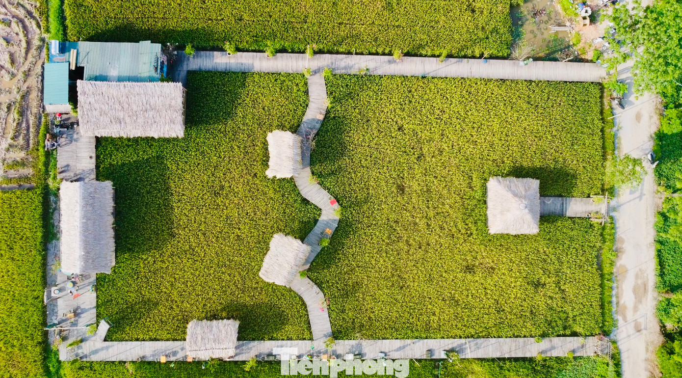 Nằm ở ngoại ô Hà Nội, quán cà phê nằm giữa cánh đồng lúa chín vàng ươm đang thu hút nhiều bạn trẻ đến check-in, giải tỏa bầu không khí oi bức, ngột ngạt của những ngày hè.