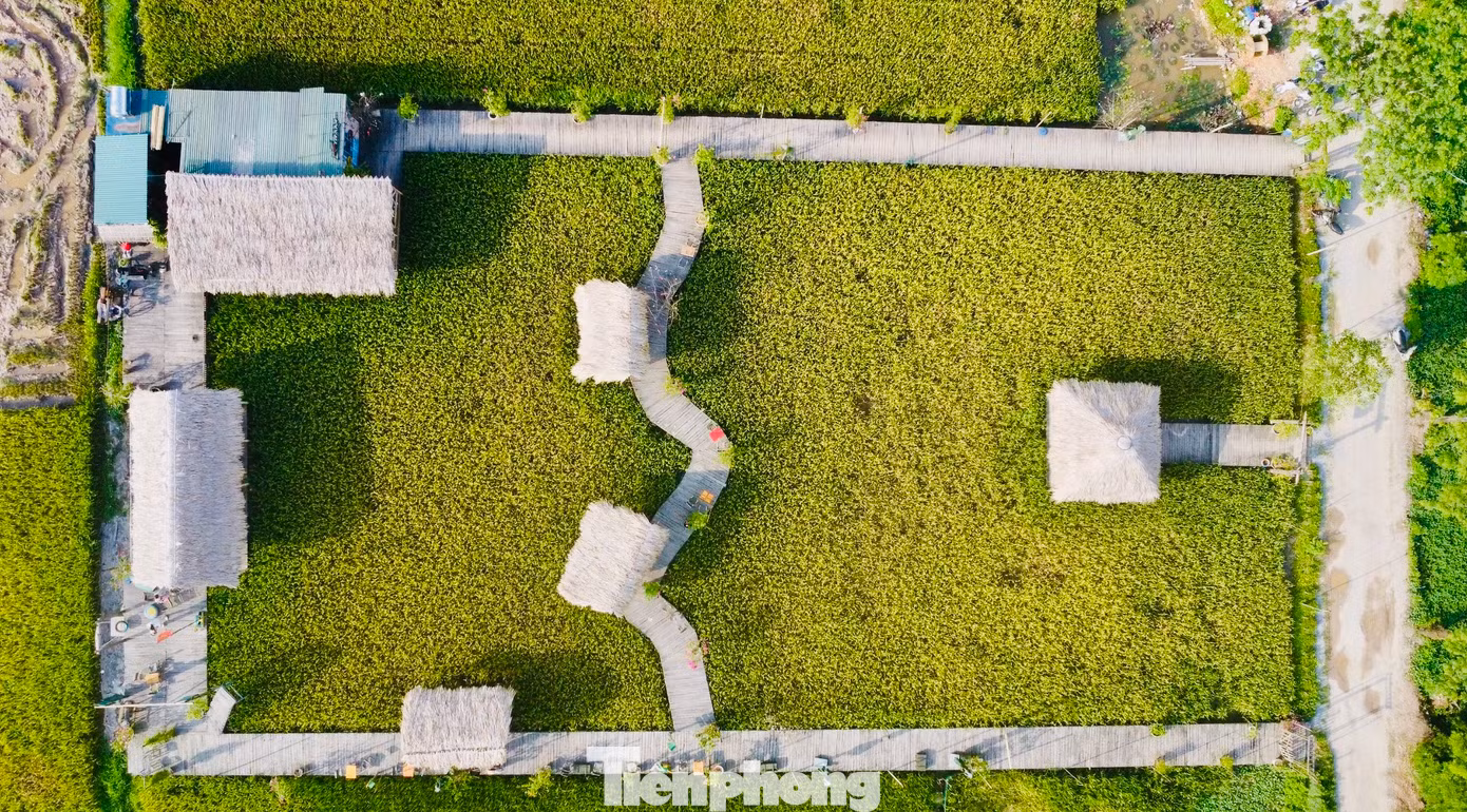 Nằm ở ngoại ô Hà Nội, quán cà phê nằm giữa cánh đồng lúa chín vàng ươm đang thu hút nhiều bạn trẻ đến check-in, giải tỏa bầu không khí oi bức, ngột ngạt của những ngày hè.