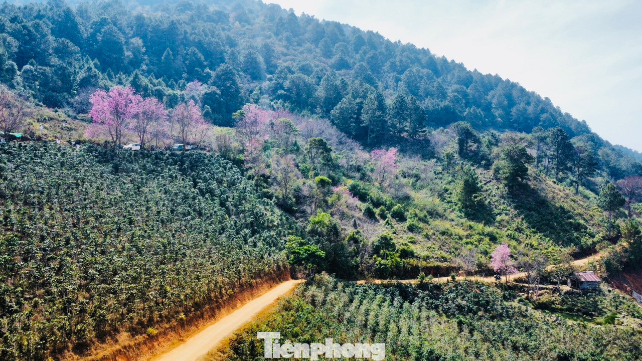 Mai anh đào Đà Lạt ra hoa vào đúng độ thời tiết đẹp nhất. Ban ngày nắng ấm, nhiệt độ khoảng 25 độ C, sáng sớm và tối trời lạnh khoảng 12-13 độ, thuận lợi cho du khách đến chiêm ngưỡng.