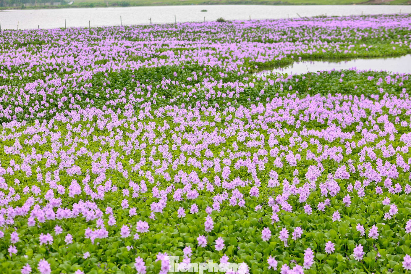 Cách trung tâm Hà Nội khoảng 10km, nằm đối diện số 285 đường Phúc Lợi, quận Long Biên là cả cánh đồng lục bình đua nhau nở rộ màu tím biếc.