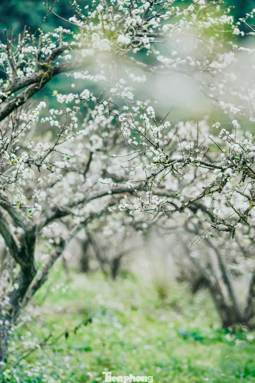 Rất nhiều đạo cụ đã được các bạn trẻ chuẩn bị công phu để săn được những khoảnh khắc đẹp nhất với mùa hoa mận năm nay. Rất nhiều đạo cụ đã được các bạn trẻ chuẩn bị công phu để săn được những khoảnh khắc đẹp nhất với mùa hoa mận năm nay.