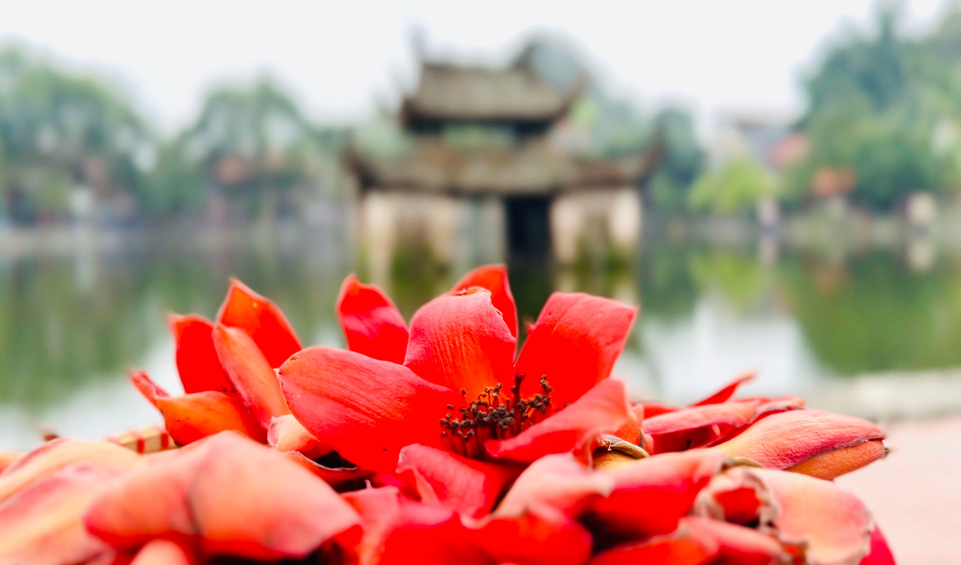 Hoa gạo còn được gọi bằng những cái tên mỹ miều như hoa mộc miên, hoa Pơ Lang ở khu vực Tây Nguyên. Hoa gạo còn được gọi bằng những cái tên mỹ miều như hoa mộc miên, hoa Pơ Lang ở khu vực Tây Nguyên.