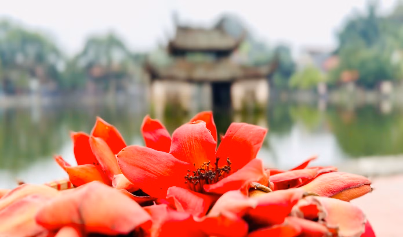 Hoa gạo còn được gọi bằng những cái tên mỹ miều như hoa mộc miên, hoa Pơ Lang ở khu vực Tây Nguyên. Hoa gạo còn được gọi bằng những cái tên mỹ miều như hoa mộc miên, hoa Pơ Lang ở khu vực Tây Nguyên.