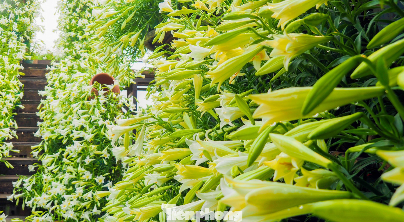 Hoa loa kèn còn có tên gọi khác là hoa bách hợp, hoa huệ tây, được xem là một trong những loài hoa đặc trưng của Hà Nội được nhiều người ưa chuộng. Hoa loa kèn còn có tên gọi khác là hoa bách hợp, hoa huệ tây, được xem là một trong những loài hoa đặc trưng của Hà Nội được nhiều người ưa chuộng.