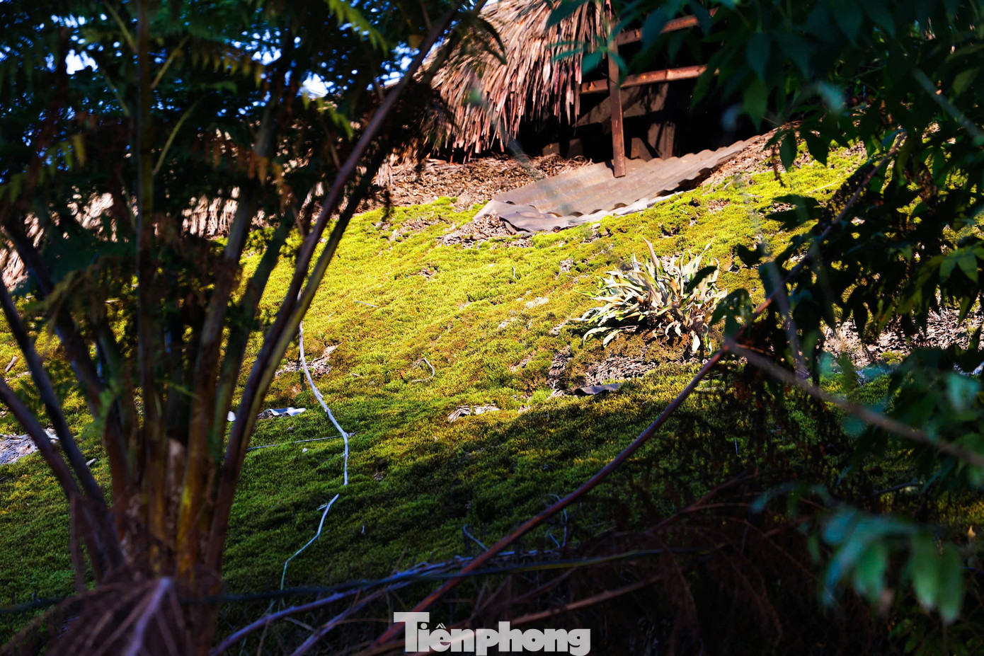 Mái nhà người dao thường được lợp bởi nhiều lớp lá cọ, mỗi chiếc mái được làm từ 8.000 - 10.000 lá cọ.