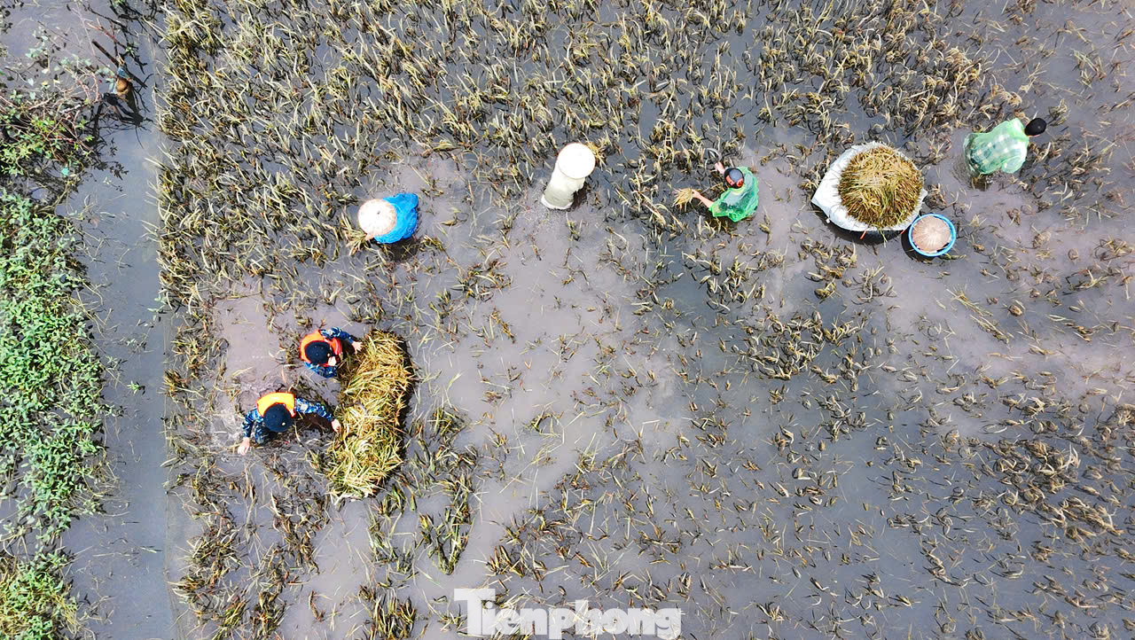 Đến ngày 23/9, nước đã rút khoảng một mét so với lúc đỉnh, người dân lội nước ngập gần đến bụng ra đồng thu hoạch lúa non nhằm giảm thiểu thiệt hại