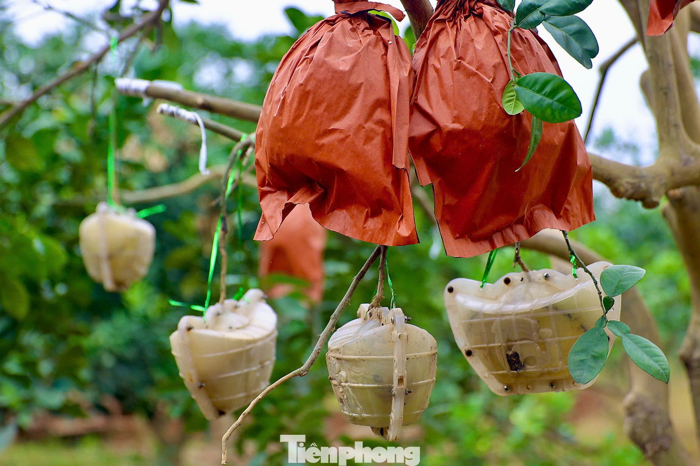 Còn gần 2 tháng nữa mới đến Tết Nguyên đán nhưng bưởi đỏ với tạo hình độc đáo chiếc đỉnh vàng có chữ tài - lộc đã cháy hàng dù giá tăng mạnh so với năm ngoái. Còn gần 2 tháng nữa mới đến Tết Nguyên đán nhưng bưởi đỏ với tạo hình độc đáo chiếc đỉnh vàng có chữ tài - lộc đã cháy hàng dù giá tăng mạnh so với năm ngoái.