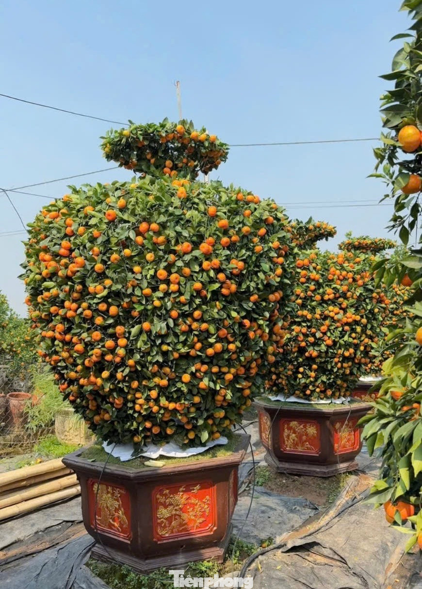 "Năm nay nhà vườn tạo hình được khoảng 30 cây bình hút lộc, đến thời điểm hiện tại đã bán gần hết, giá dao động từ 15 triệu đến 20 triệu đồng/cây", anh Trí cho biết thêm.