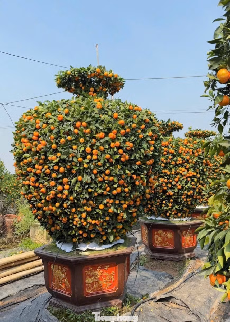 "Năm nay nhà vườn tạo hình được khoảng 30 cây bình hút lộc, đến thời điểm hiện tại đã bán gần hết, giá dao động từ 15 triệu đến 20 triệu đồng/cây", anh Trí cho biết thêm.