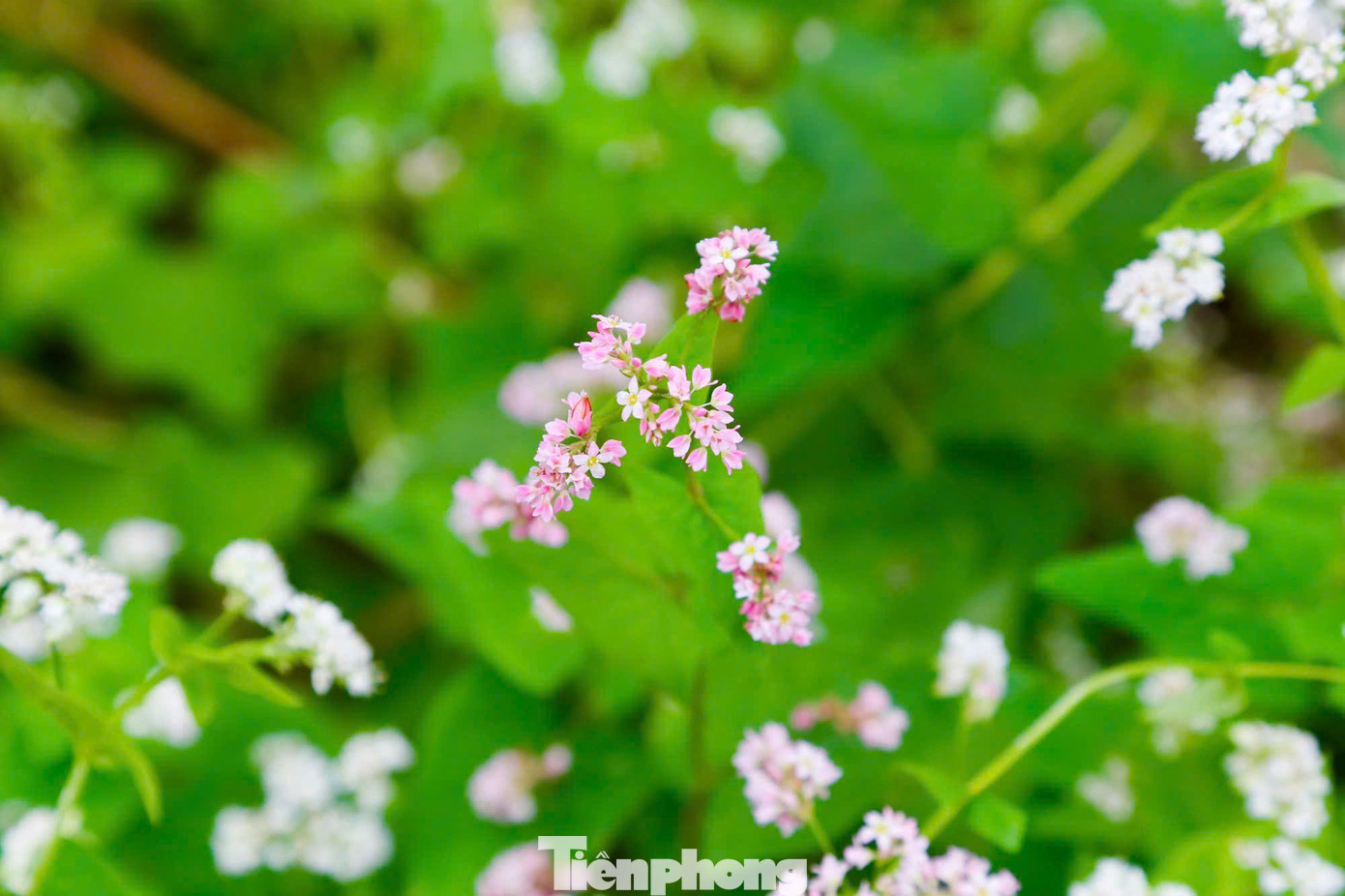 Anh Dương Văn Đạt chủ vườn hoa cho biết: "Tại khu vườn này trước đây tôi trồng sen, nhưng sau khi có chuyến đi Hà Giang tôi thấy hoa tam giác mạch có một vẻ đẹp riêng mà tại Thủ đô chưa có chỗ nào trồng. Tôi đã nghiên cứu và quyết định trồng thử loài hoa tam giác mạch này để làm điểm nhấn mới cho khu vườn".