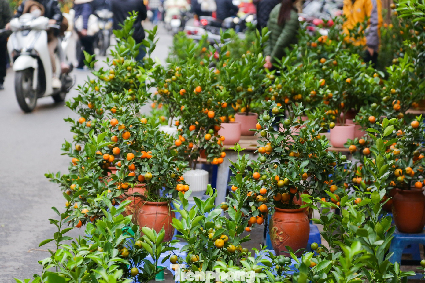 Những chậu quất mini, quất bonsai, cành đào mini, được bày bán dọc hai bên đường phố Hàng Cót, Hàng Lược. Giá một cây quất cảnh dao động từ 300.000 đồng đến 1 triệu đồng, tùy theo kích cỡ, kiểu dáng.