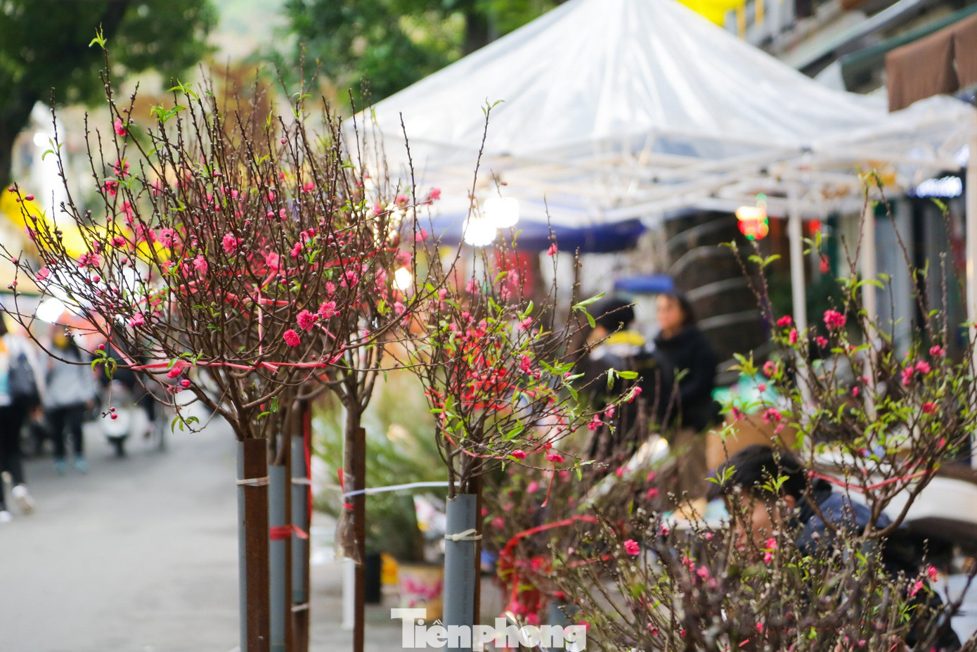 Những chậu quất mini, quất bonsai, cành đào mini, được bày bán dọc hai bên đường phố Hàng Cót, Hàng Lược. Giá một cây quất cảnh dao động từ 300.000 đồng đến 1 triệu đồng, tùy theo kích cỡ, kiểu dáng.
