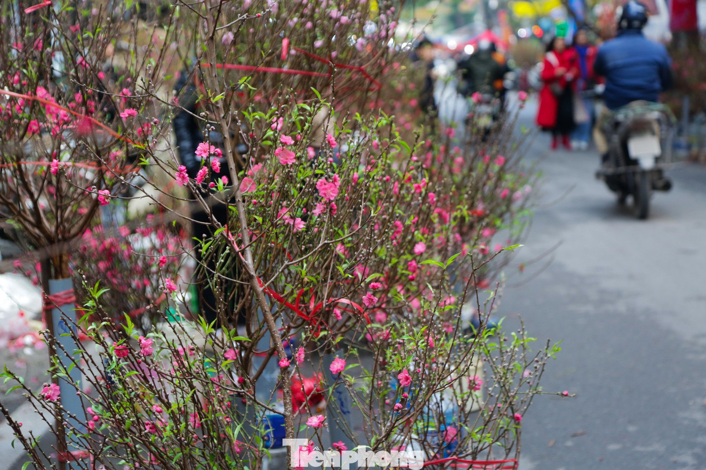 Những chậu quất mini, quất bonsai, cành đào mini, được bày bán dọc hai bên đường phố Hàng Cót, Hàng Lược. Giá một cây quất cảnh dao động từ 300.000 đồng đến 1 triệu đồng, tùy theo kích cỡ, kiểu dáng.