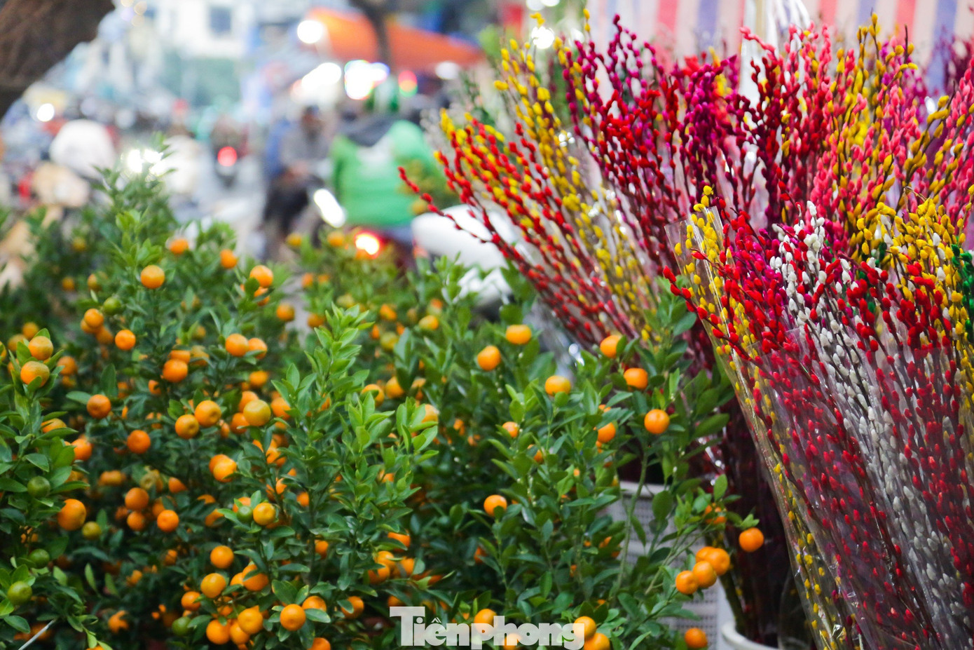 Những chậu quất mini, quất bonsai, cành đào mini, được bày bán dọc hai bên đường phố Hàng Cót, Hàng Lược. Giá một cây quất cảnh dao động từ 300.000 đồng đến 1 triệu đồng, tùy theo kích cỡ, kiểu dáng.