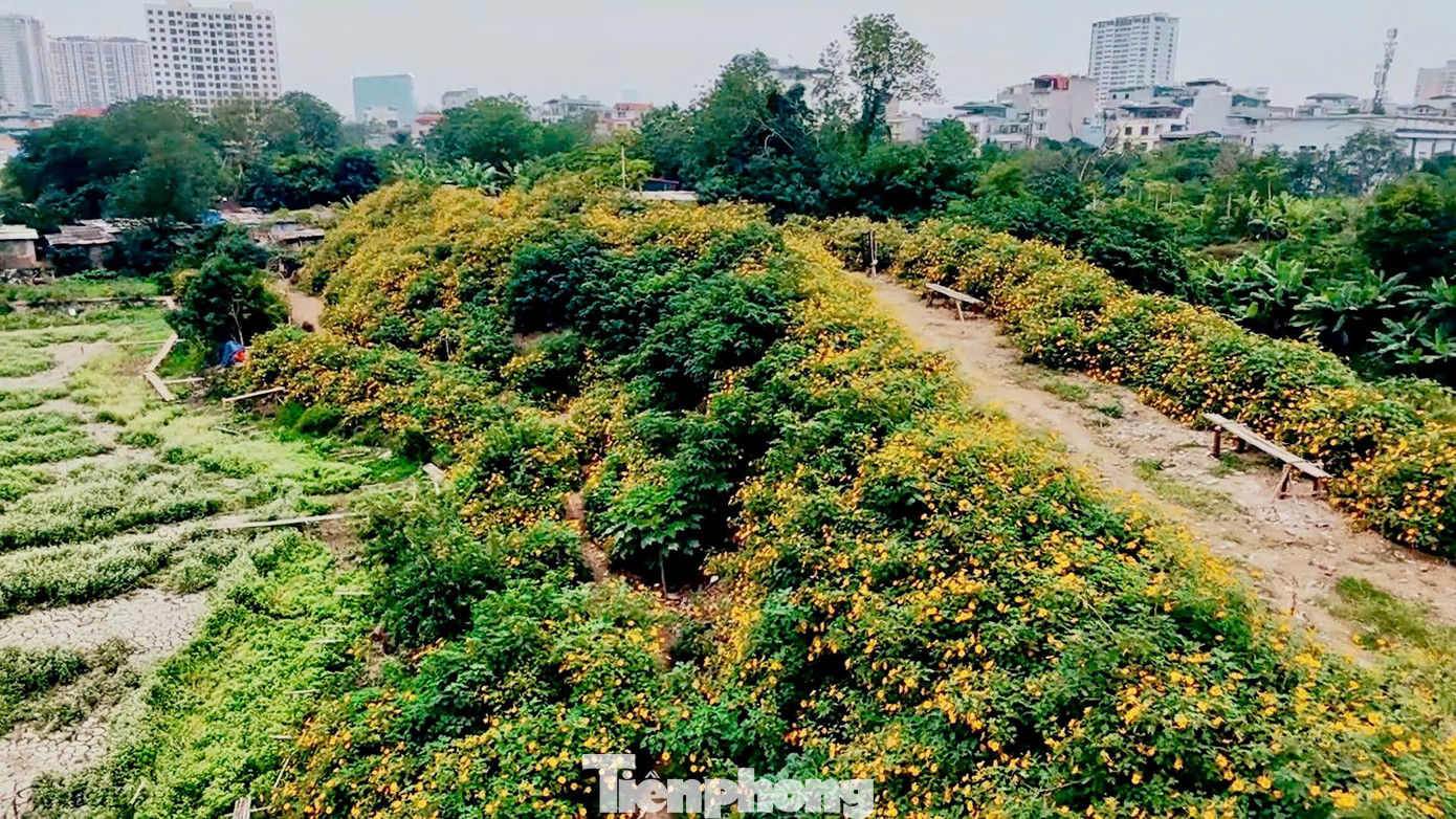 Trước đây vào mùa hoa, nhiều người thường vượt quãng đường 60-70km lên vườn quốc gia Ba Vì để chiêm ngưỡng và chụp ảnh. Tuy nhiên, vài năm trở lại đây, những người yêu thích loài hoa này có thêm lựa chọn thuận tiện hơn, khi xuất hiện một vườn hoa dã quỳ tại Xuân Đỉnh (Hà Nội).