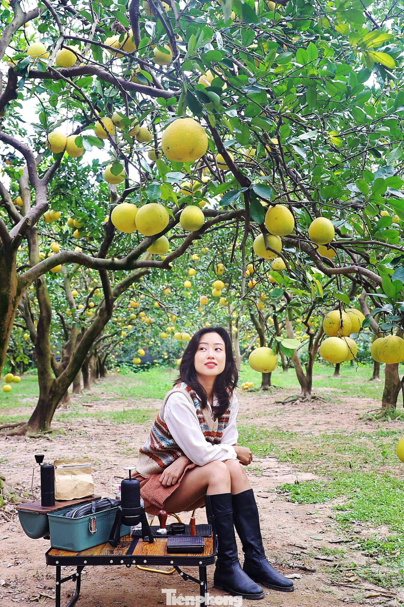 Trao đổi với Tiền Phong, ông Nguyễn Gia Dũng (chủ vườn bưởi) cho biết, trong năm sẽ có hai thời điểm người dân sẽ lui tới vườn bưởi đó là lúc bưởi đơm hoa và khi bưởi vào vụ chín. Nhà vườn mở dịch vụ đón khách tham quan với giá 50.000 đồng/người lớn và 25.000 đồng/trẻ em.