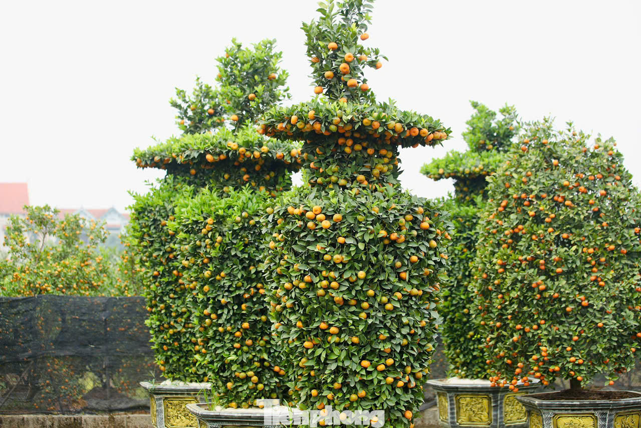 Quýt được uốn thành hình lục bình hút lộc có chiều cao khoảng 3-4m, đường kính 1,2m. Hầu hết các cây được chăm sóc cho quả chín đúng dịp Tết Nguyên đán.