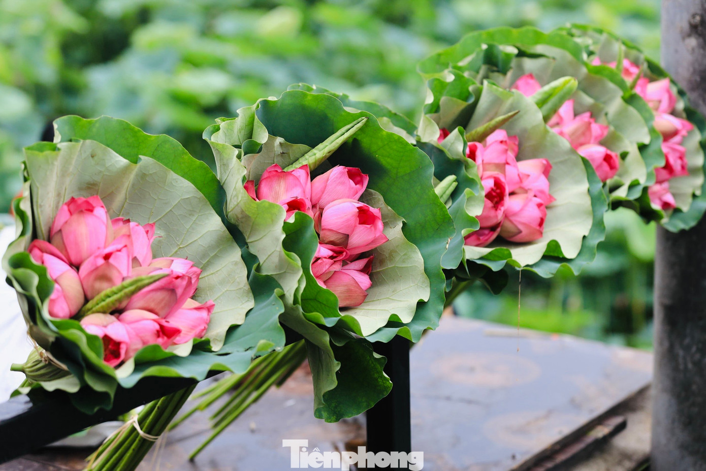 Tháng 6 hằng năm, khi sen hồng bắt đầu nở rộ tại các đầm xung quanh hồ Tây, cũng là lúc người làm nghề ướp trà sen lại tất bật vào vụ mùa mới.