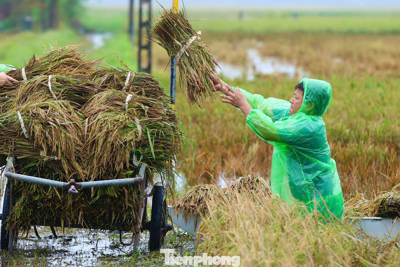 Tranh thủ ngày hôm nay ngớt mưa, người dân lại hối hả ra đồng gặt và chuyển chỗ lúa non vừa vớt được lên bờ. Ngâm lũ hơn chục ngày, lại gặt non nên lúa chỉ có thể làm thức ăn cho vật nuôi.