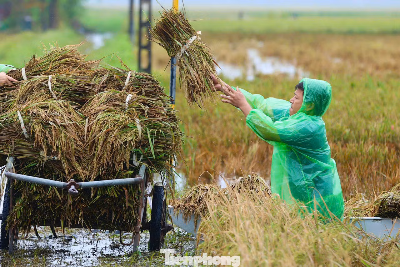 Tranh thủ ngày hôm nay ngớt mưa, người dân lại hối hả ra đồng gặt và chuyển chỗ lúa non vừa vớt được lên bờ. Ngâm lũ hơn chục ngày, lại gặt non nên lúa chỉ có thể làm thức ăn cho vật nuôi.