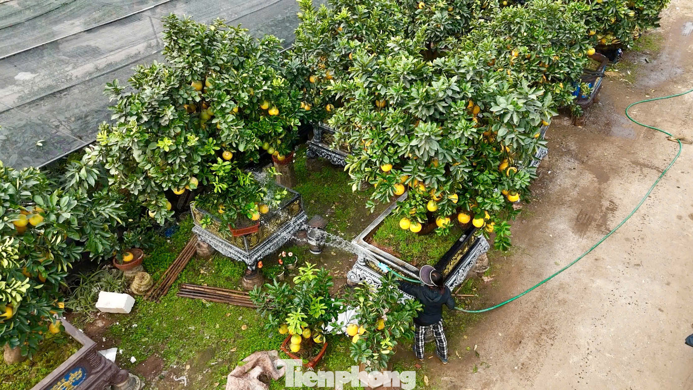 Một số nhà vườn tại xã Liên Nghĩa (huyện Văn Giang, Hưng Yên) đã tạo dáng những chiếc chậu bưởi khổng lồ, nhiều hình thù để chuẩn bị chào bán dịp Tết Nguyên đán Ất Tỵ.