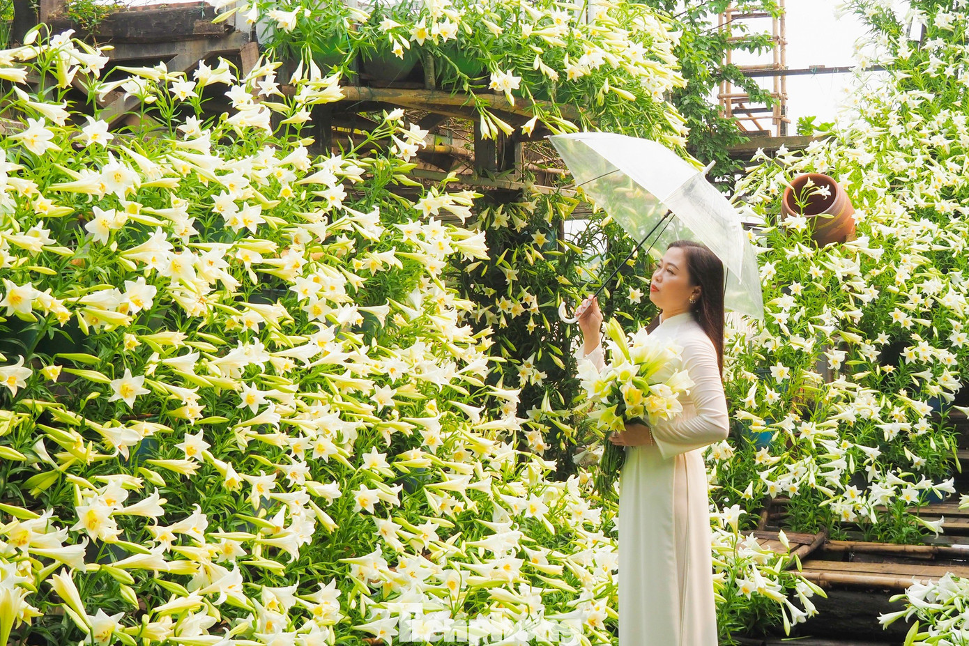 Nhiều điểm tham quan, quán cà phê trang trí cả nghìn bông loa kèn tạo điểm nhấn thu hút du khách. Nhiều điểm tham quan, quán cà phê trang trí cả nghìn bông loa kèn tạo điểm nhấn thu hút du khách.