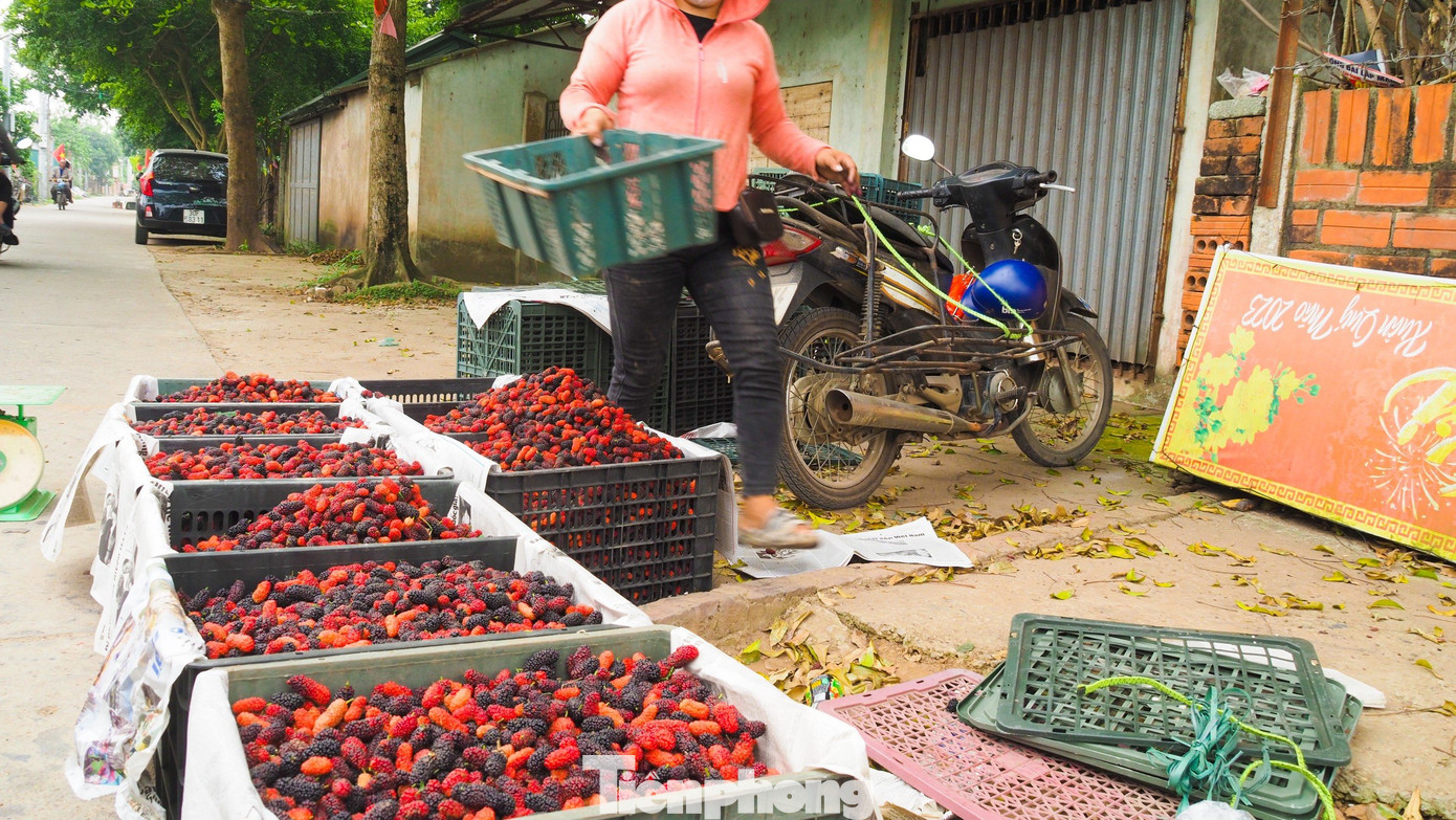 Giá bán tại vườn cho các thương lái dao động từ 15.000 đồng đến 20.000 đồng/kg tùy loại.