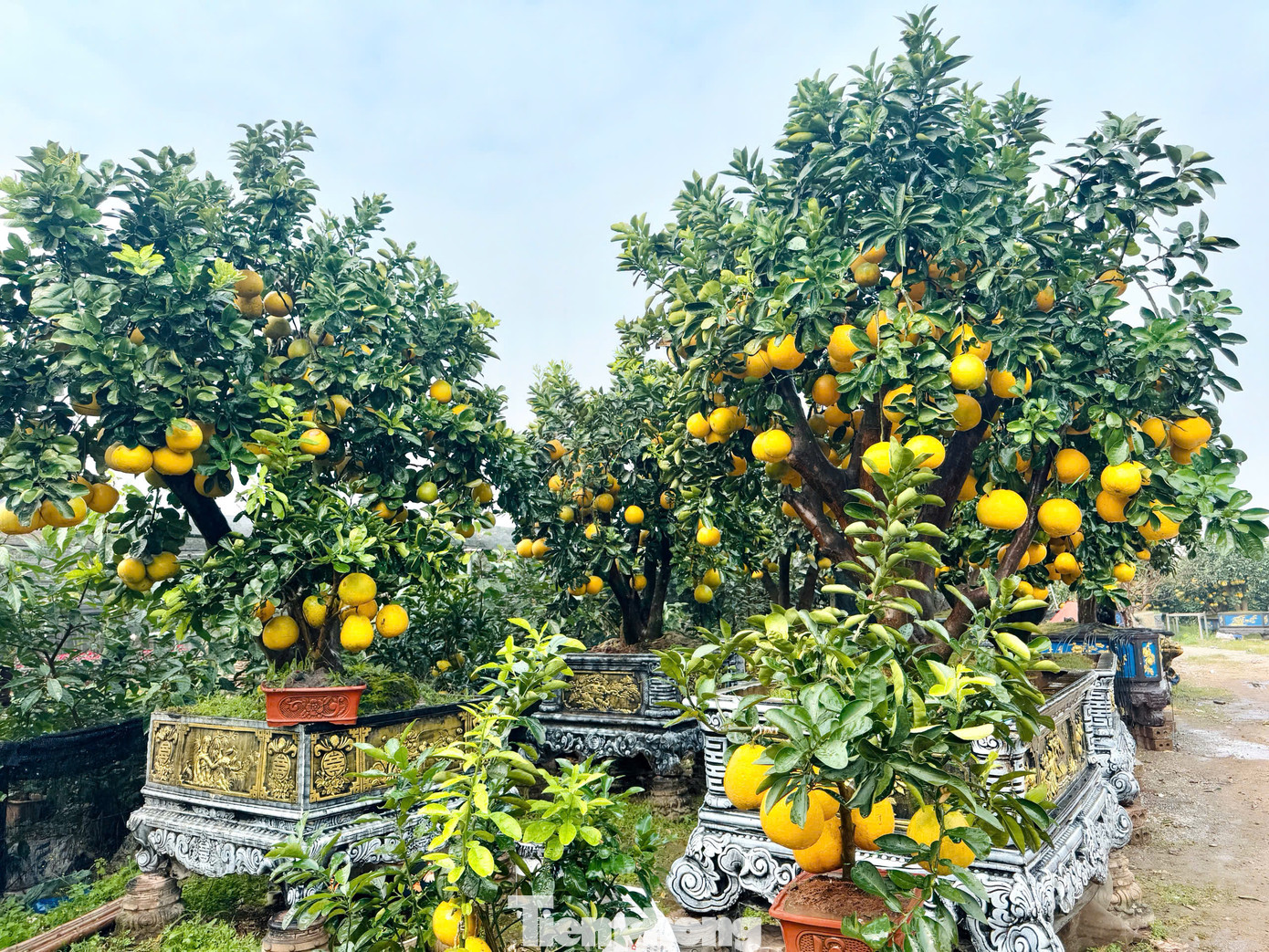 Anh Lý Văn Đôi (Văn Giang, Hưng Yên) đã đúc chậu bưởi bằng xi măng, sau đó tạo hình trông giống chiếc phi thuyền. Sản phẩm được chủ nhà vườn rao bán với giá từ 160- 200 triệu đồng.