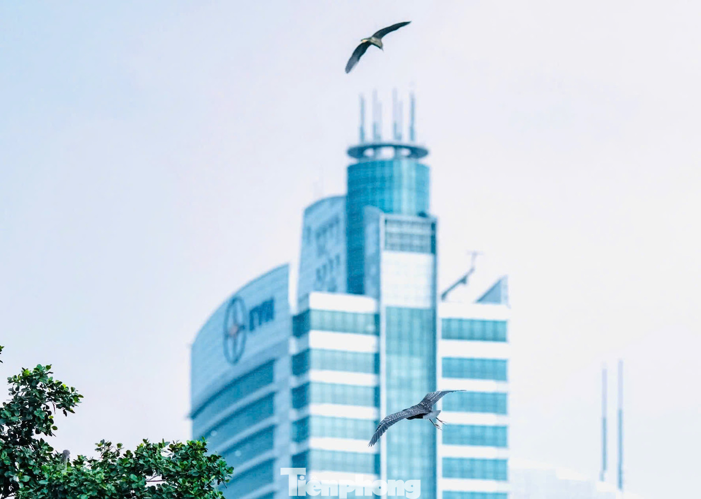 Một du khách cho biết: “Tôi rất bất ngờ khi thấy có một hòn đảo nhỏ giữa Hà Nội mà lại có nhiều chim sống đến vậy". Một du khách cho biết: “Tôi rất bất ngờ khi thấy có một hòn đảo nhỏ giữa Hà Nội mà lại có nhiều chim sống đến vậy".