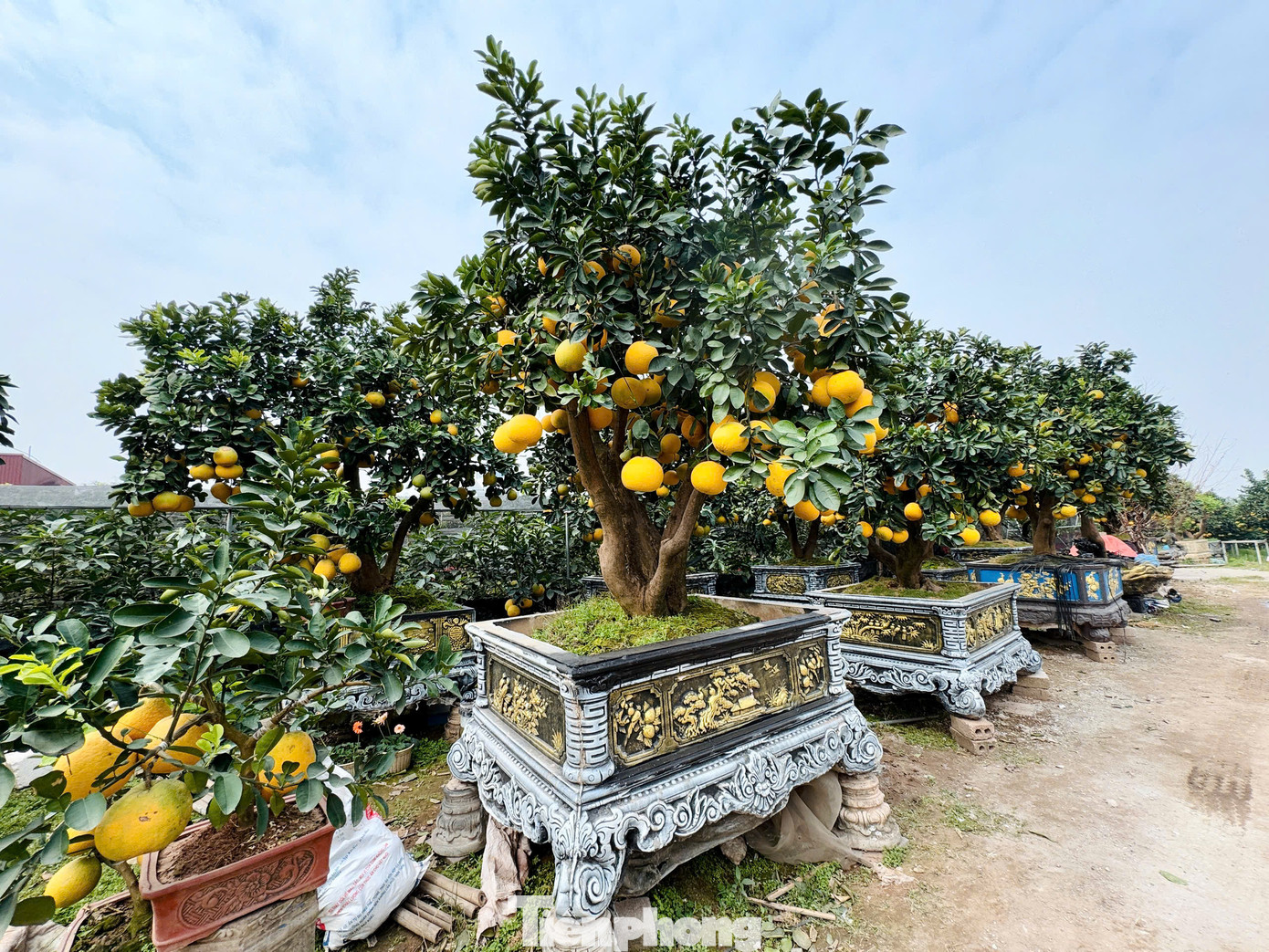 Anh Lý Văn Đôi (Văn Giang, Hưng Yên) đã đúc chậu bưởi bằng xi măng, sau đó tạo hình trông giống chiếc phi thuyền. Sản phẩm được chủ nhà vườn rao bán với giá từ 160- 200 triệu đồng.