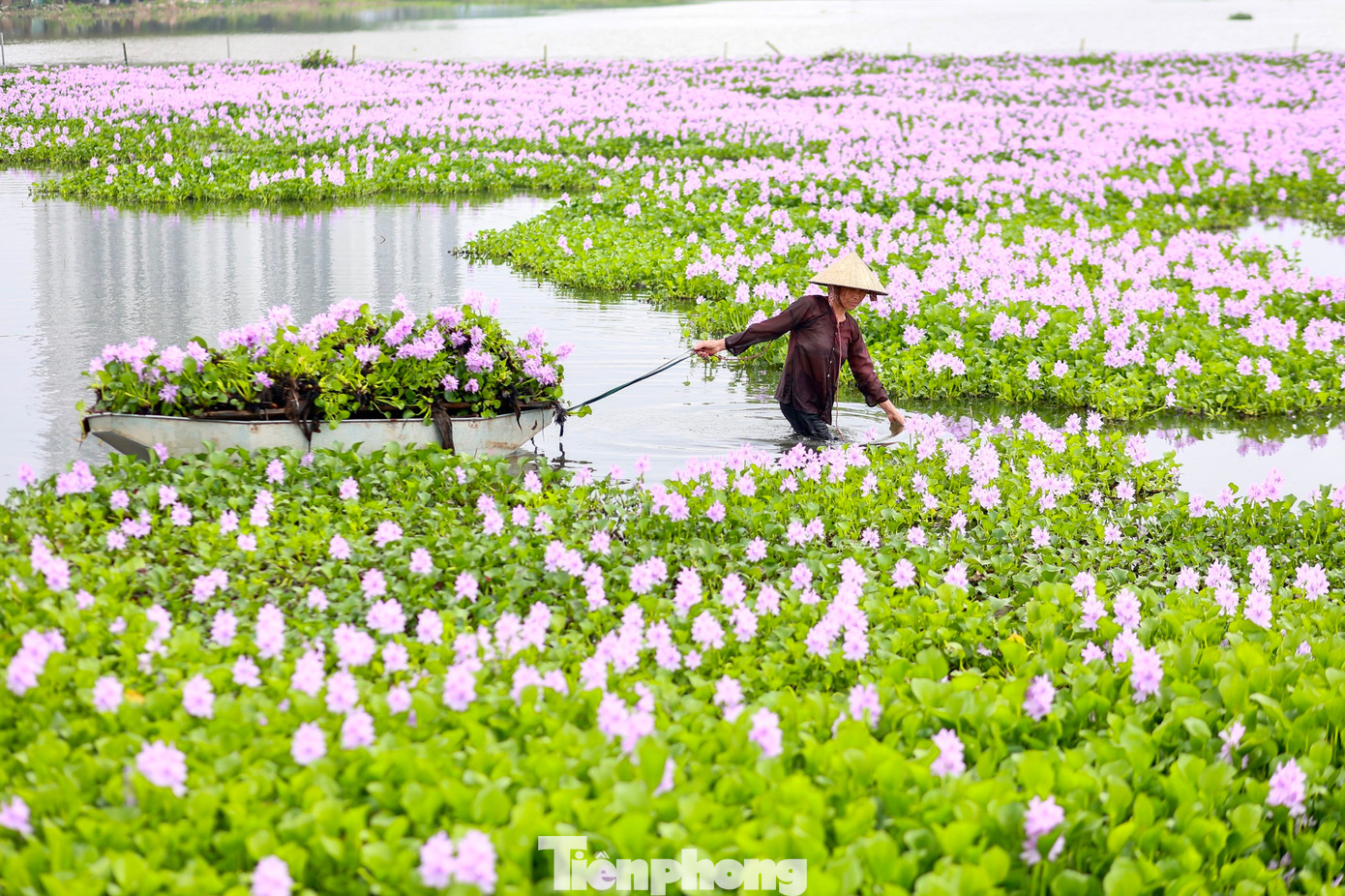 Hoa lục bình hay còn được gọi là hoa bèo tây, lộc bình, phù bình, hoa bèo Nhật Bản, có nguồn gốc từ Nam Mỹ. Loại hoa thực vật thủy sinh, thân thảo, sống nổi trên mặt nước, từ lâu đã gắn liền với hình ảnh đồng quê dân dã, mộc mạc của Việt Nam.