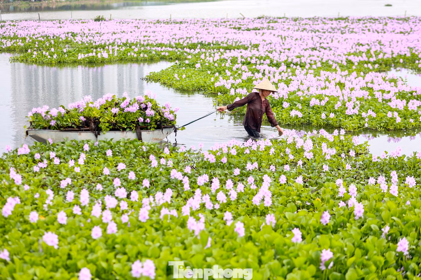 Hoa lục bình hay còn được gọi là hoa bèo tây, lộc bình, phù bình, hoa bèo Nhật Bản, có nguồn gốc từ Nam Mỹ. Loại hoa thực vật thủy sinh, thân thảo, sống nổi trên mặt nước, từ lâu đã gắn liền với hình ảnh đồng quê dân dã, mộc mạc của Việt Nam.