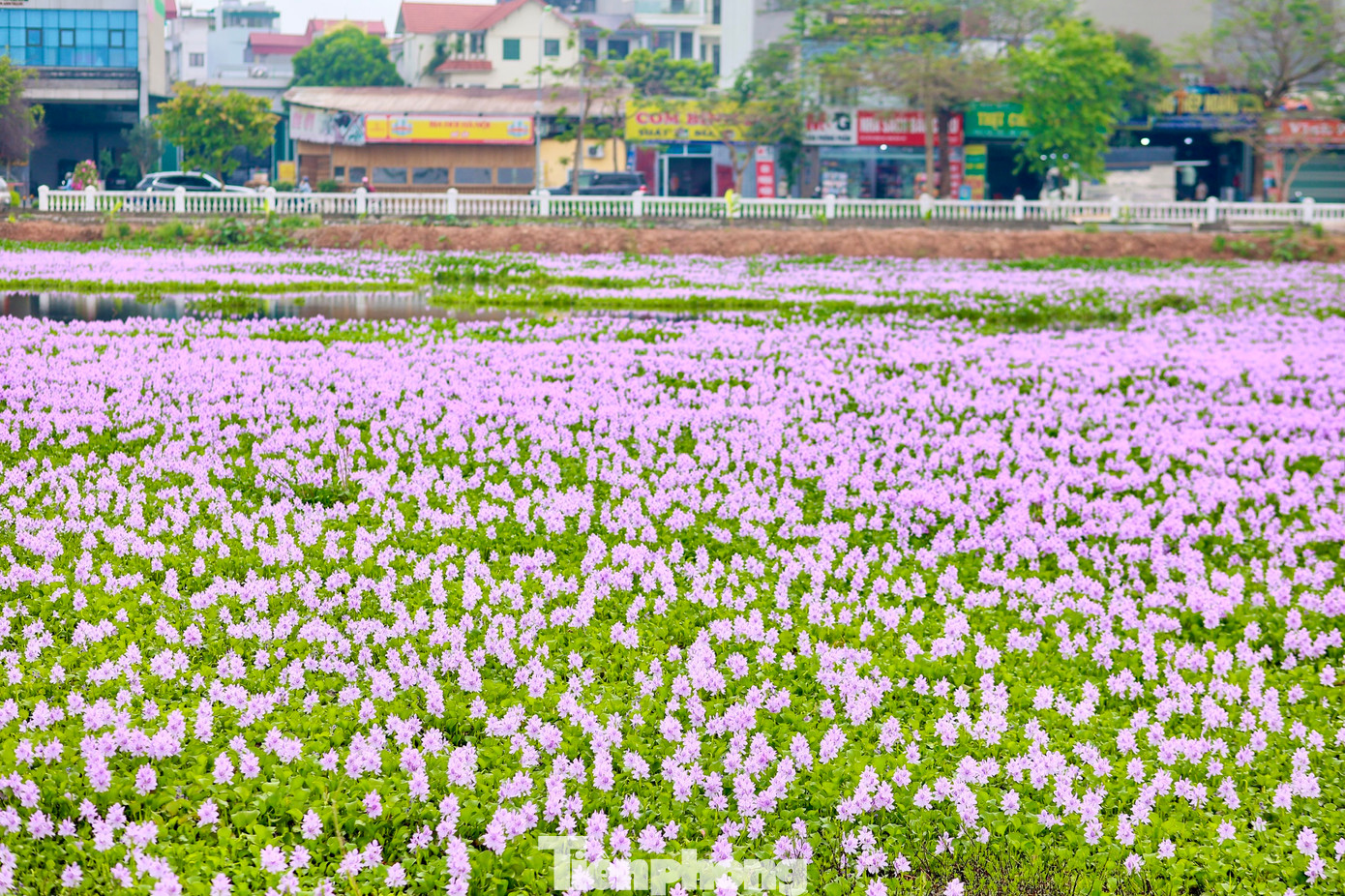 Cách trung tâm Hà Nội khoảng 10km, nằm đối diện số 285 đường Phúc Lợi, quận Long Biên là cả cánh đồng lục bình đua nhau nở rộ màu tím biếc.