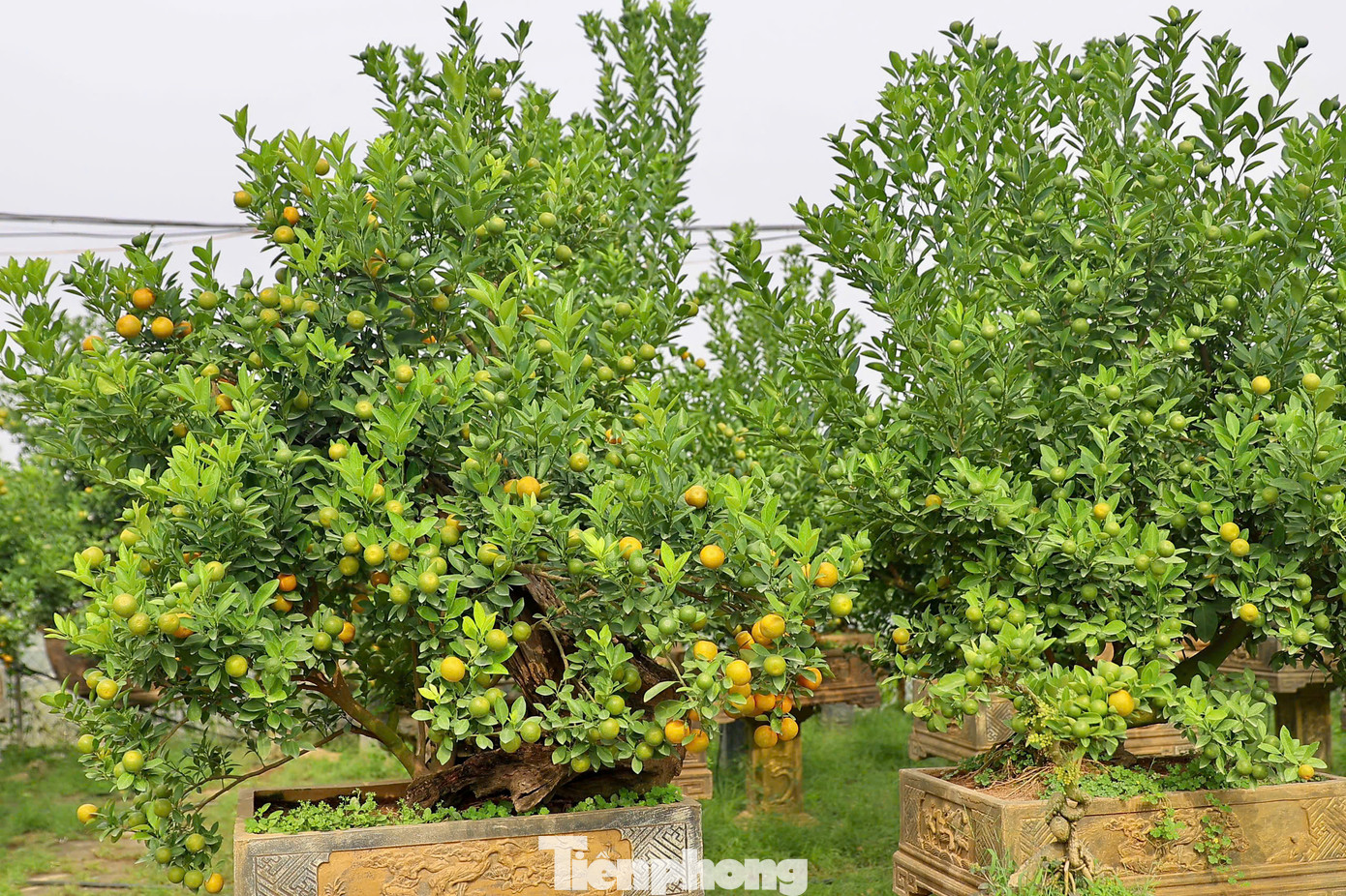 Còn hơn 1 tháng nữa là đến Tết Nguyên đán 2025, thời điểm này người dân làng Tứ Liên (quận Tây Hồ) lại tất bật chuẩn bị các công đoạn cuối cùng để đưa quất cảnh ra cung ứng ngoài thị trường phục vụ nhu cầu người dân chơi Tết.