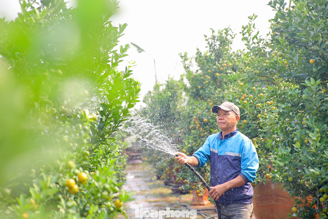 Người dân hối hả chăm sóc quất chuẩn bị vào mùa Tết.