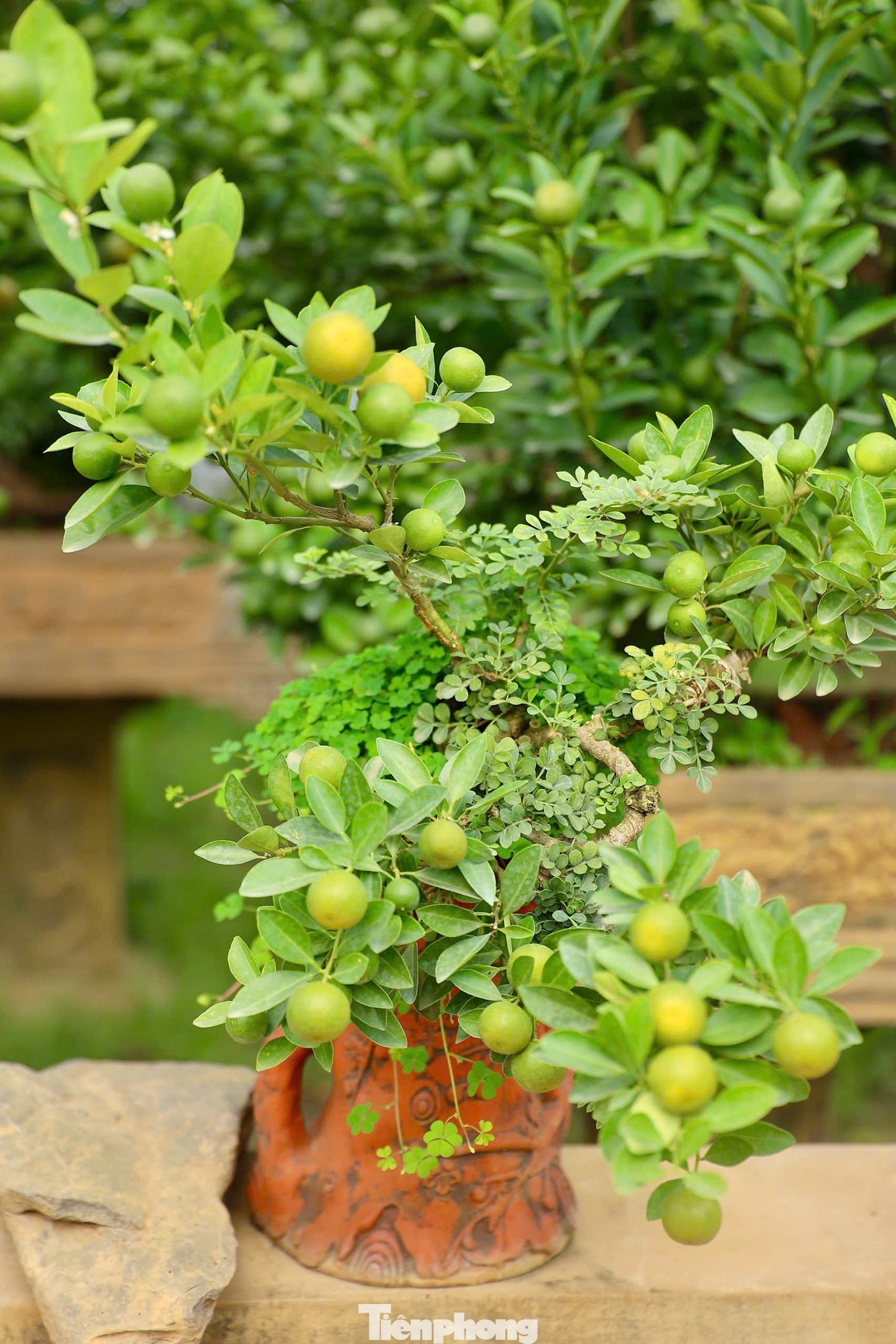 Quất Bonsai có nhiều kiểu dáng để khách hàng lựa chọn.