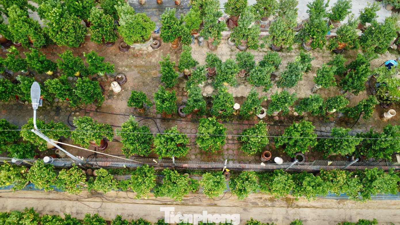 Làng nghề truyền thống quất cảnh Tứ Liên là địa điểm quen thuộc của nhiều người có thú vui chơi cây cảnh mỗi dịp Tết đến. Những năm gần đây, các chủ vườn đầu tư hơn với nhiều kiểu dáng khác nhau để thu hút khách hàng.