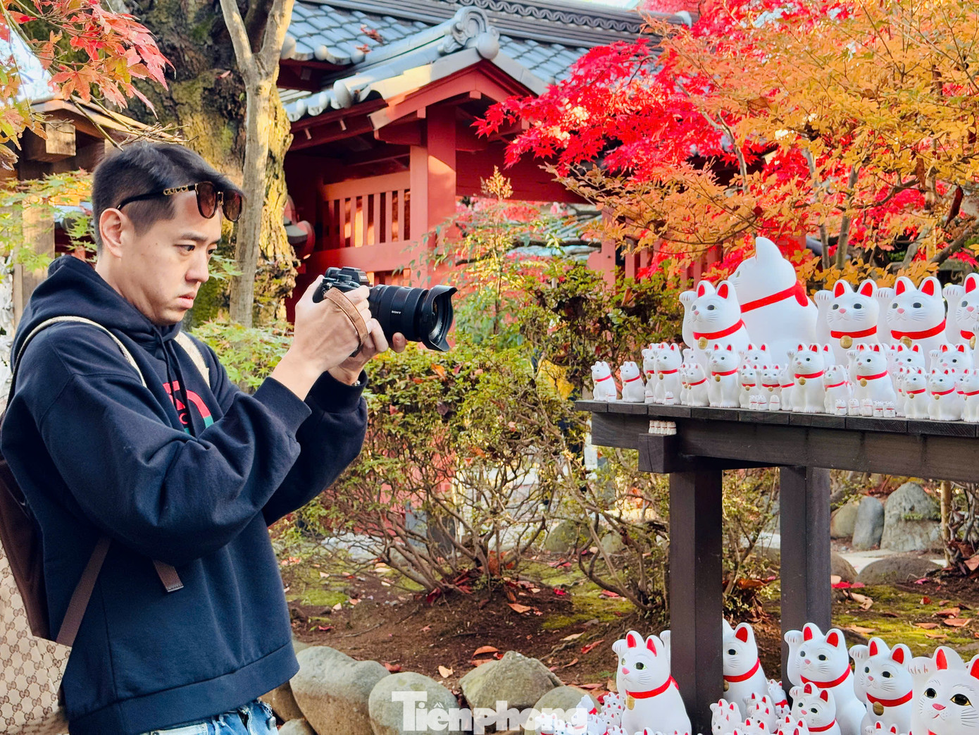 Có hàng ngàn con mèo mamki-neko với đủ kích cỡ từ lớn đến nhỏ trong ngôi đền này. Người dân địa phương và khách du lịch khi đặt chân đến nơi đây đều đặt những chú mèo mamki-neko mới mỗi ngày, vì vậy số lượng mèo may mắn không ngừng tăng lên theo ngày tháng.