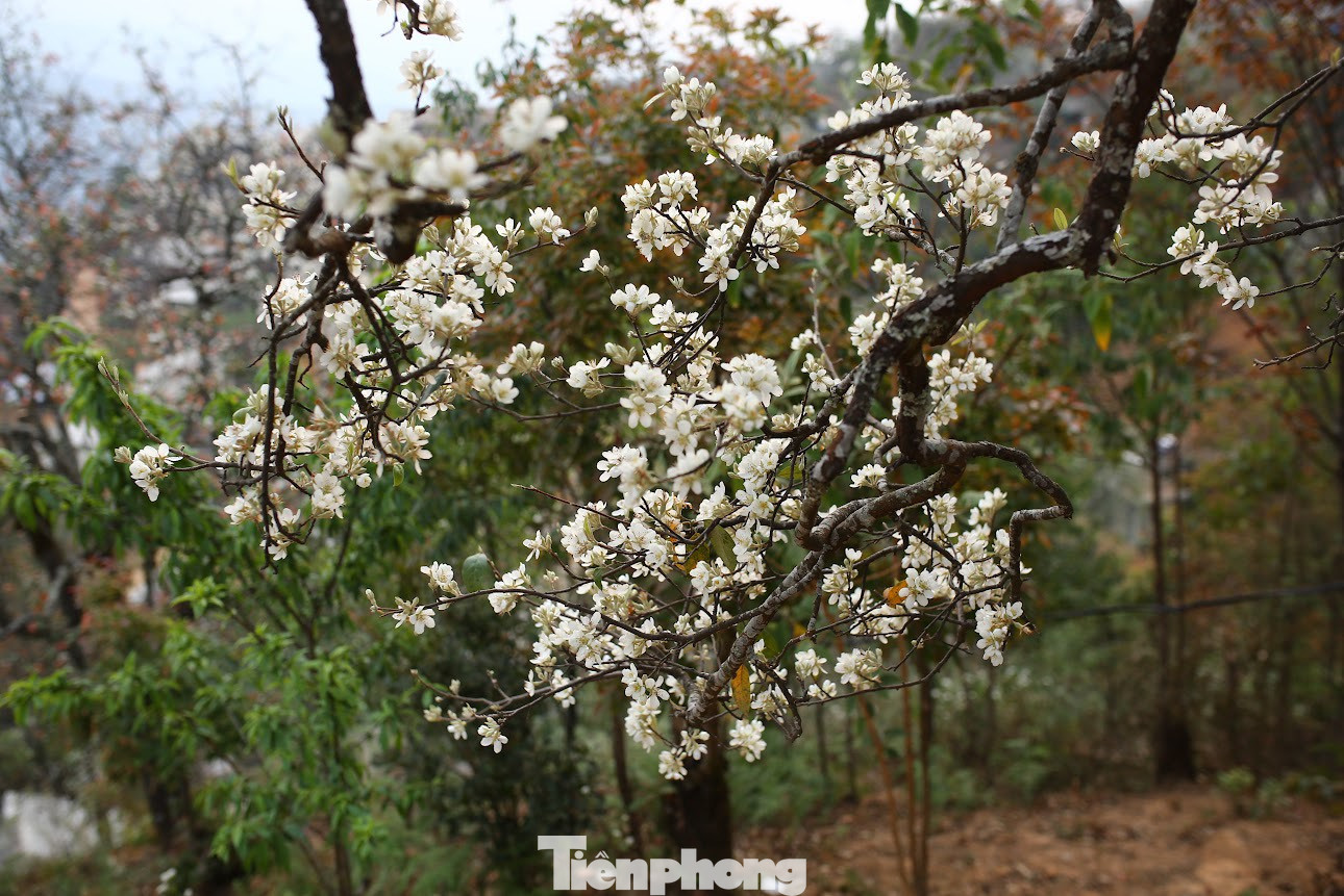 Hoa sơn tra nở trắng như bừng sáng trong buổi nắng mai, làm nao lòng du khách phương xa tìm về.