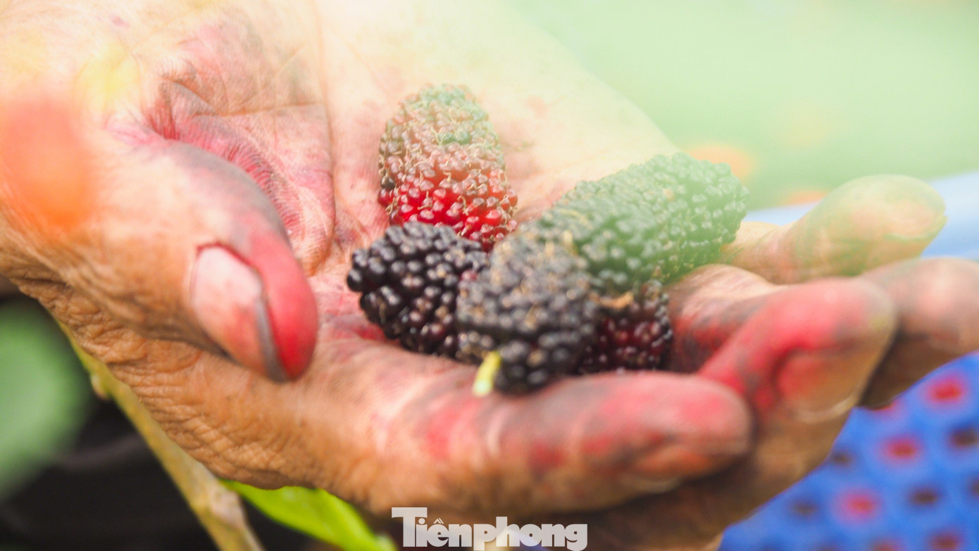 Để chuẩn bị đóng hàng cho các thương lái tìm đến vườn thu mua, những quả gần chín hẳn sẽ được người nông dân thu hoạch để khi vận chuyển không bị dập, đồng thời bảo quản được thời gian lâu hơn.